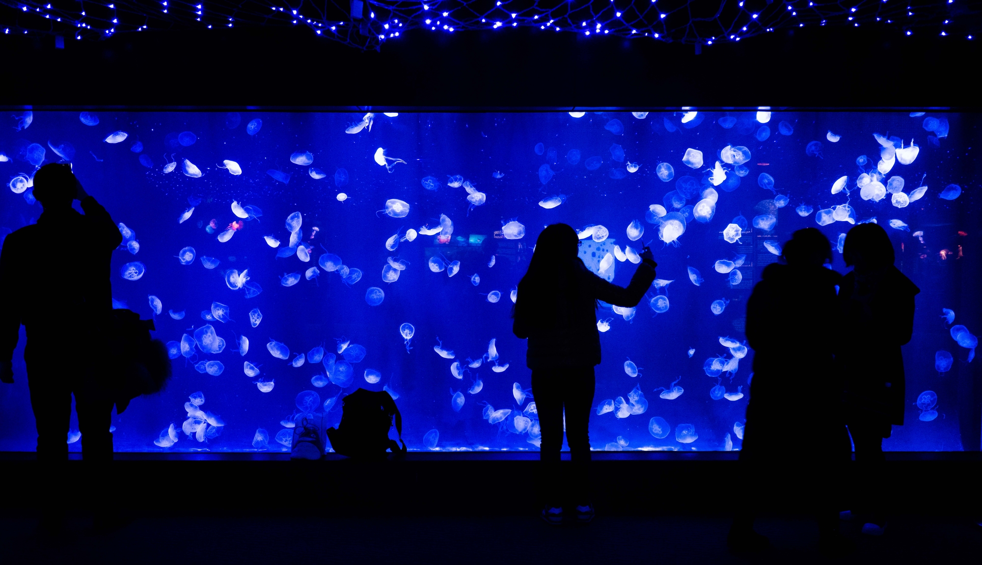 Shanghai Ocean Aquarium