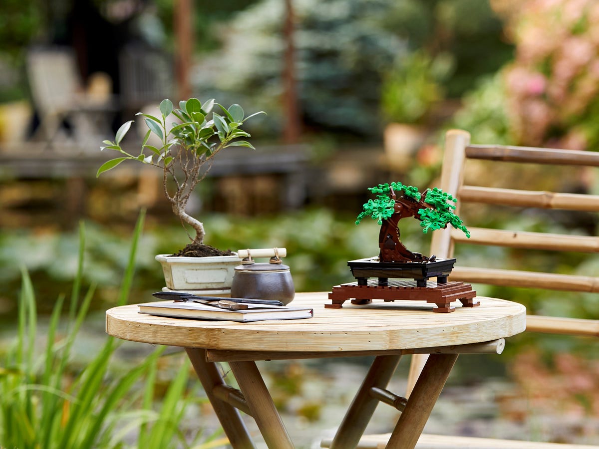 bonsai tree