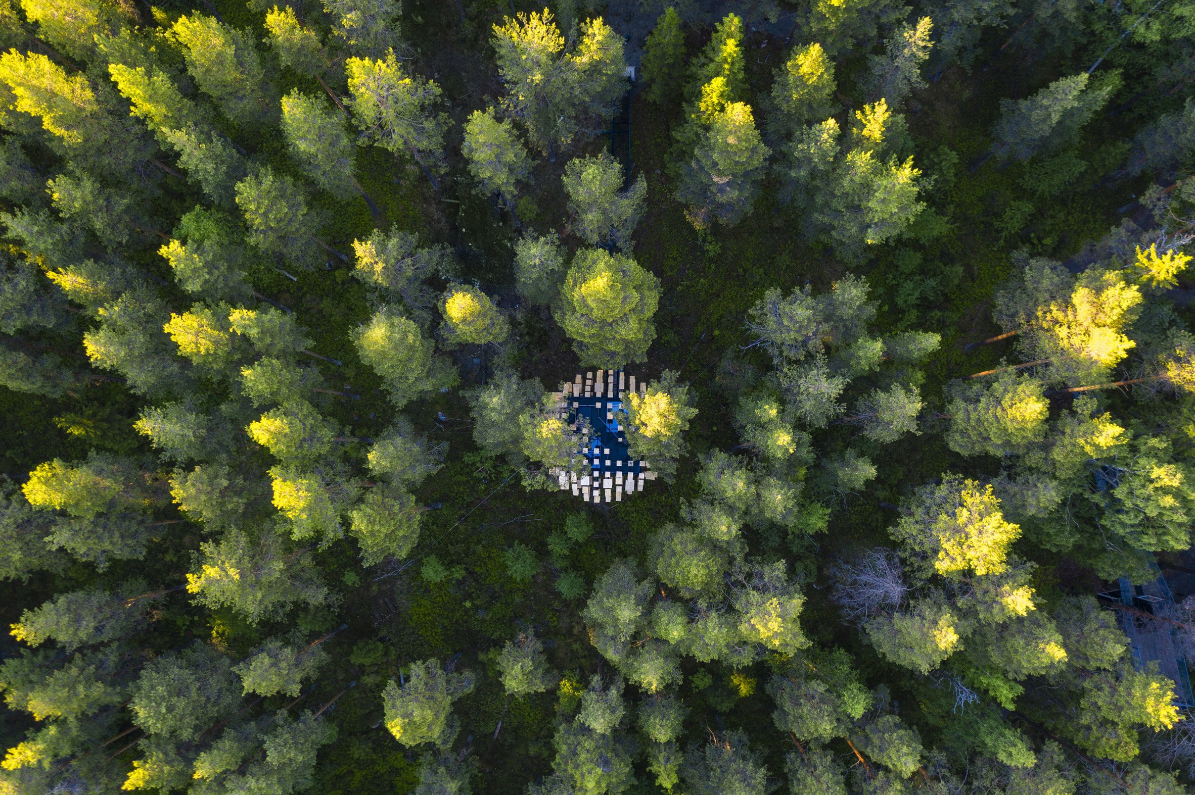 350 Bird Houses Cover This Suspended Hotel Room in a Swedish Forest