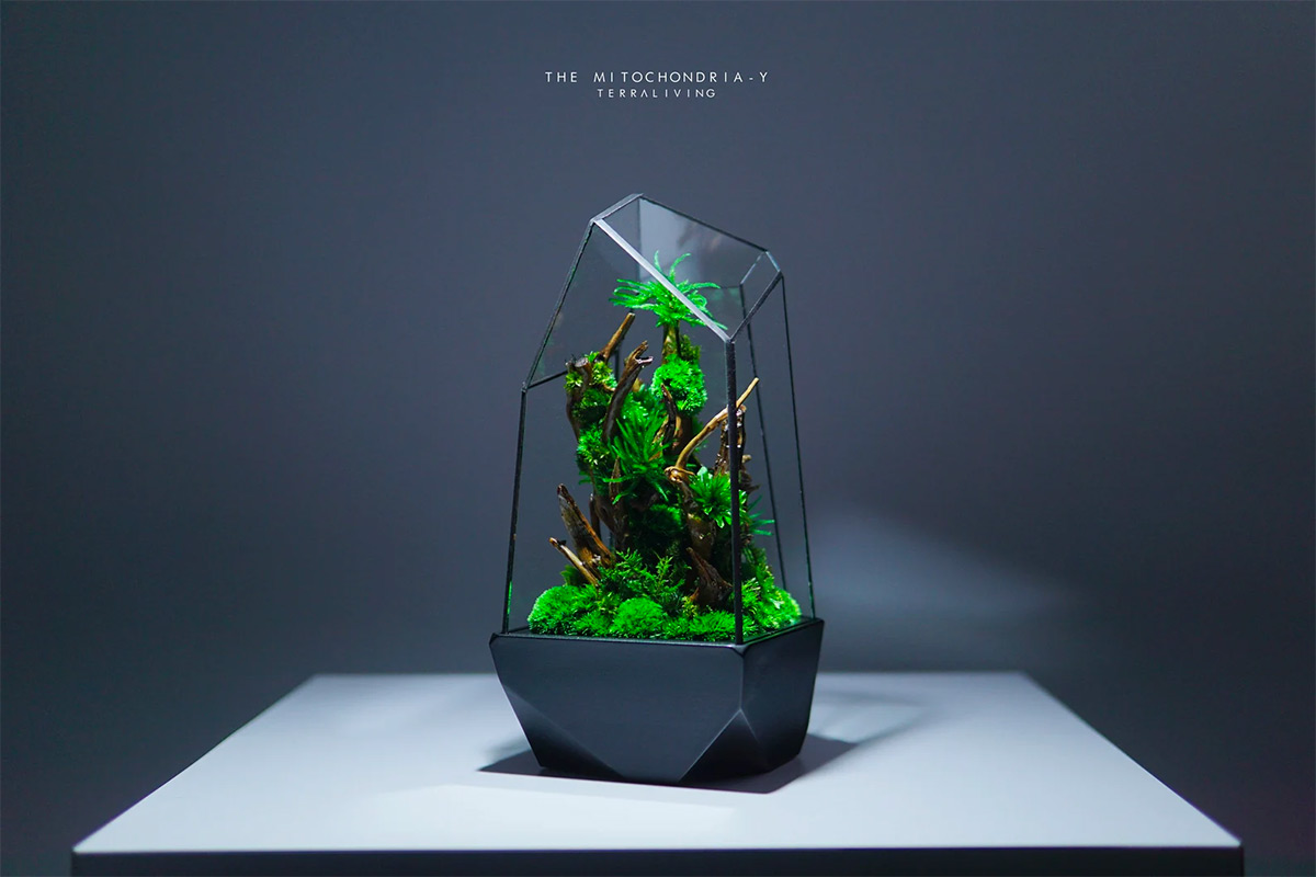 Maintenance-free Moss Terrariums by TerraLiving