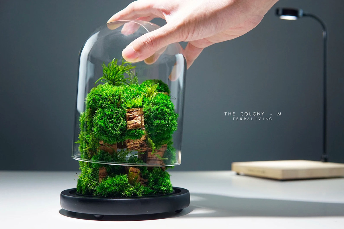 Maintenance-free Moss Terrariums by TerraLiving