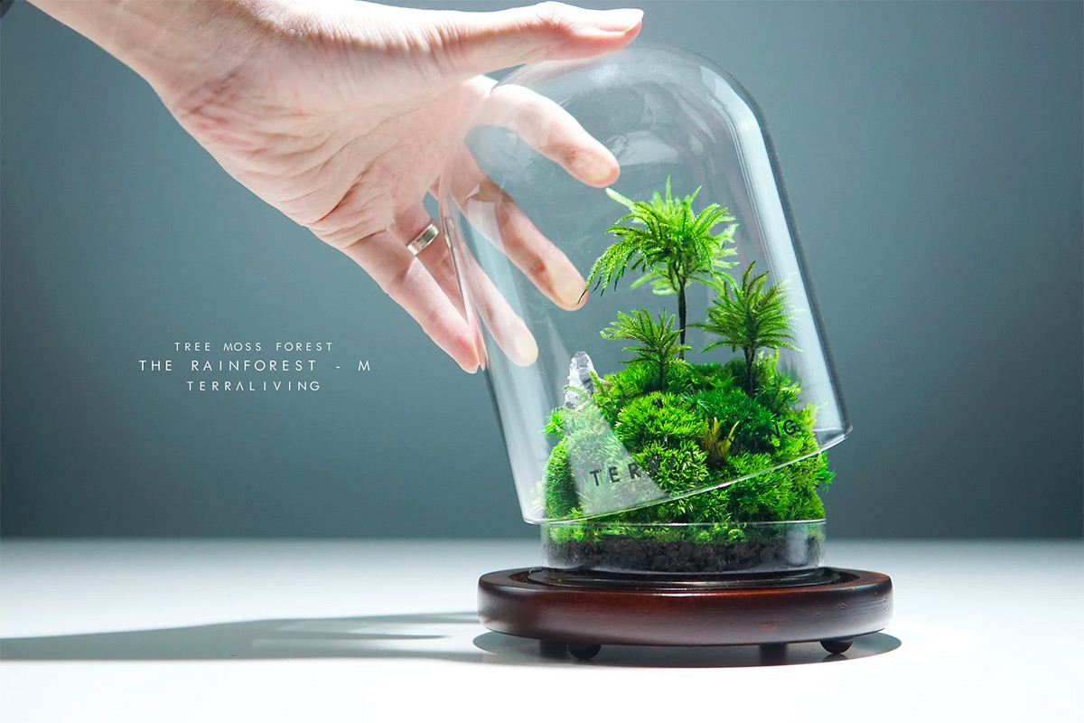 Maintenance-free Moss Terrariums by TerraLiving