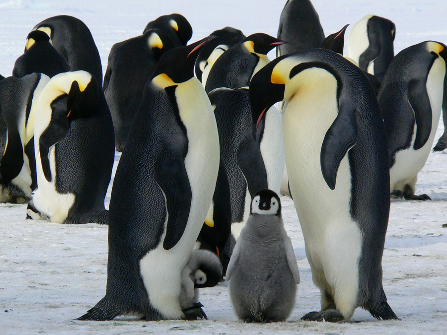 emperor penguins photo