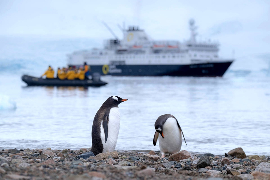 emperor penguins