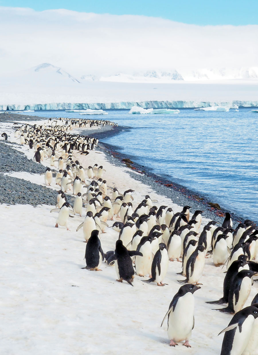 Antarctica penguins