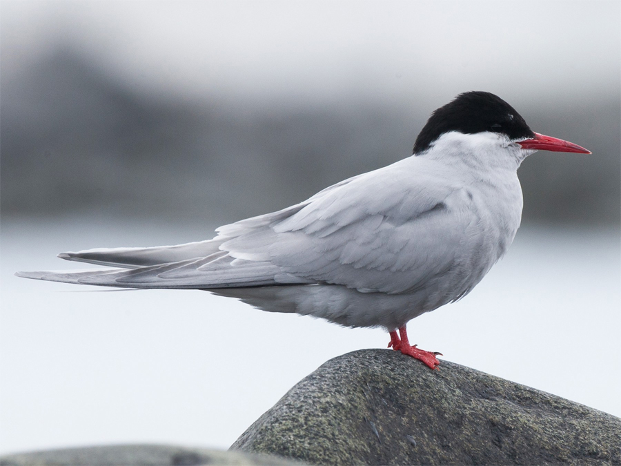 Antarctic Tern