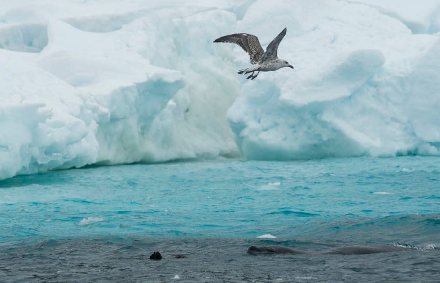 snow petrel