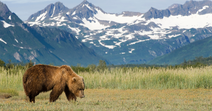 Glacier National Park Wildlife