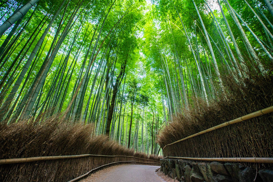 Arashiyama Bamboo Grove