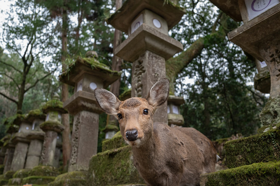 Nara Park