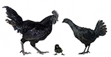 Ayam Cemani