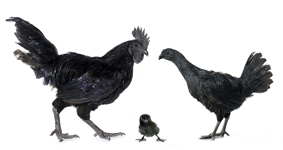 Ayam Cemani chicken