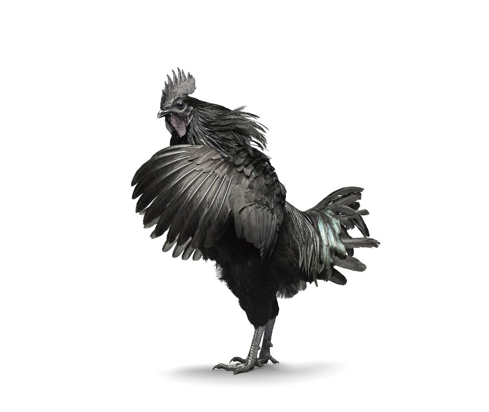 Ayam Cemani rooster