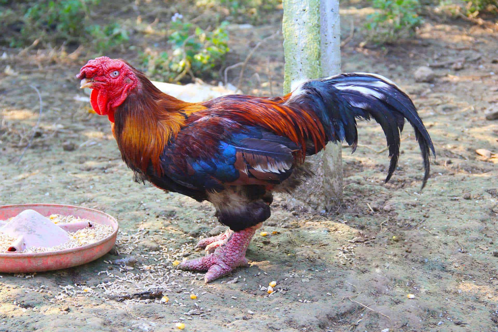 Dong Tao rooster