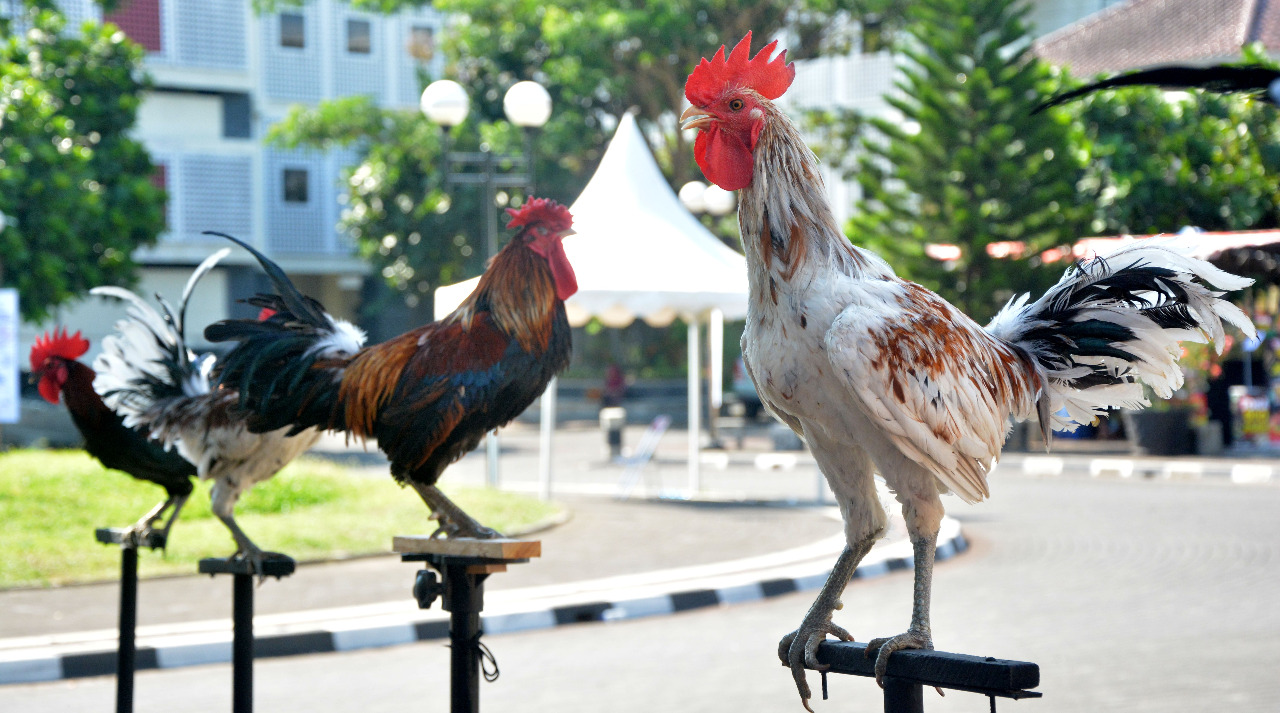 Ayam Ketawa chicken