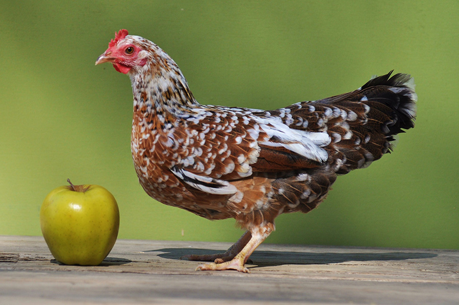 Olandsk Dwarf chicken