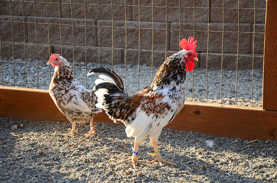 Olandsk Dwarf rooster