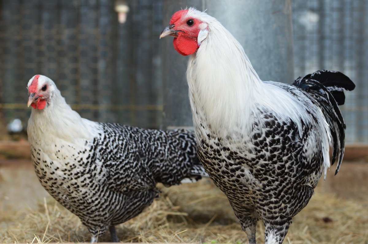 Deathlayer chicken