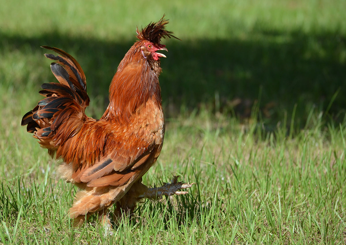 Pavlovskaya rooster