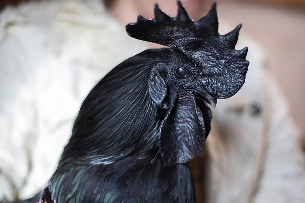 Ayam Cemani most expensive chicken in the world