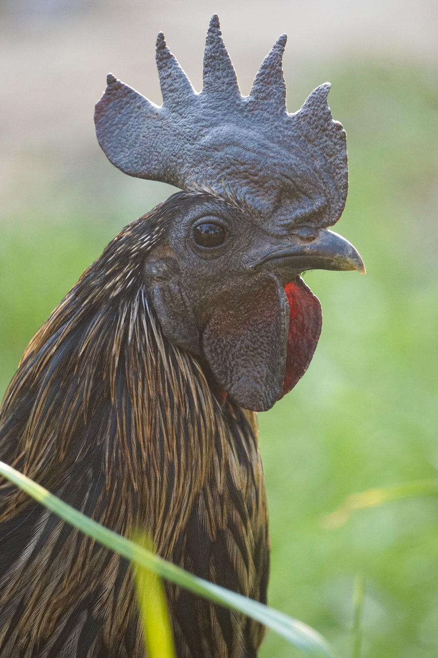 Kadaknath chicken