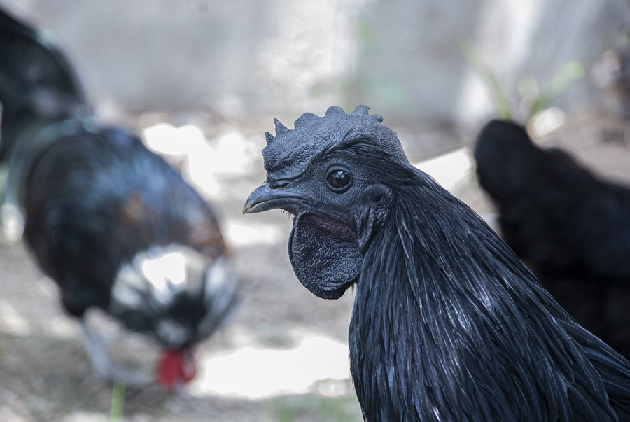 Kadaknath rooster