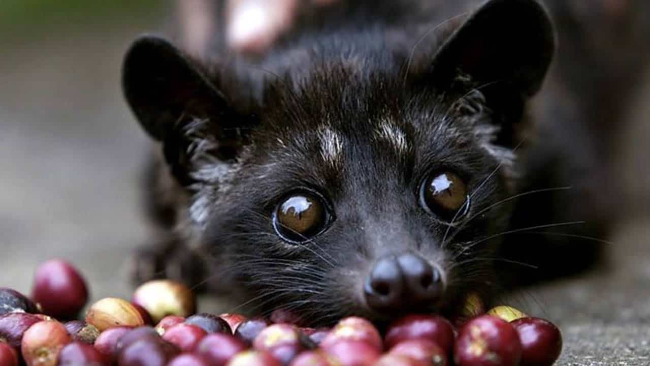 Kopi Luwak coffee