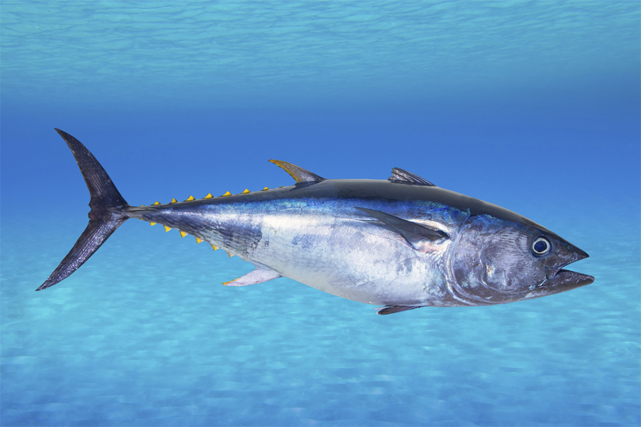 Bluefin Tuna