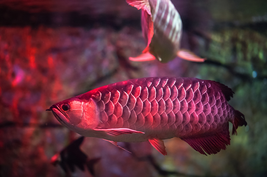 Platinum Arowana