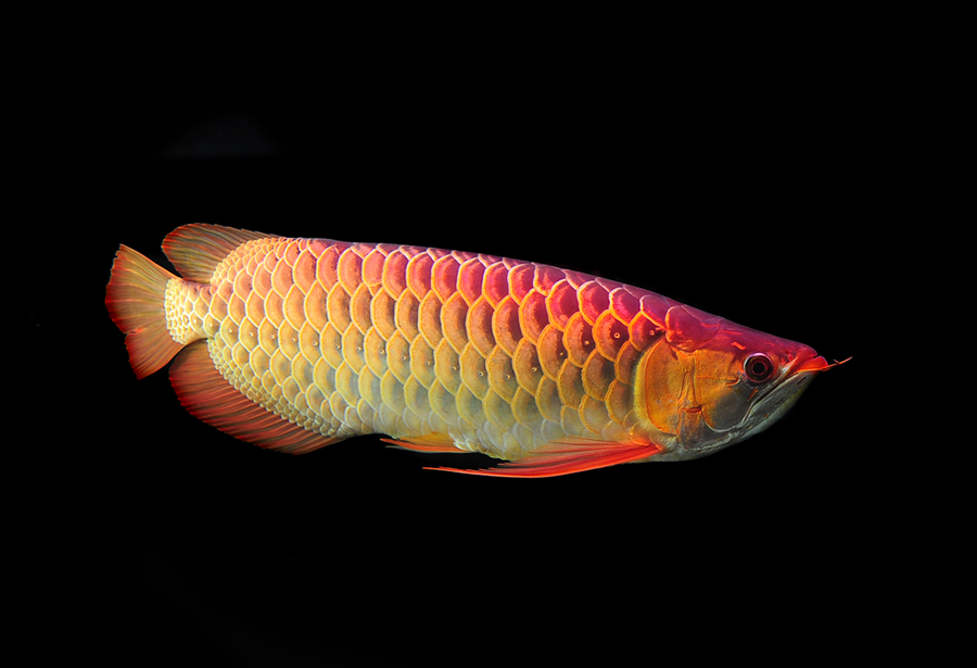 Platinum Arowana