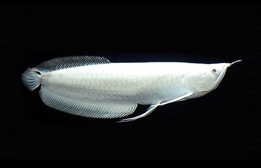 Platinum Arowana