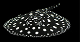 Freshwater Polka Dot Stingray