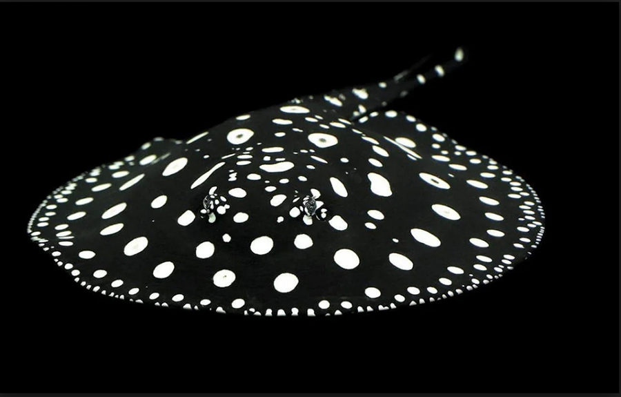 Freshwater Polka Dot Stingray