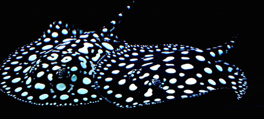 Freshwater Polka Dot Stingray