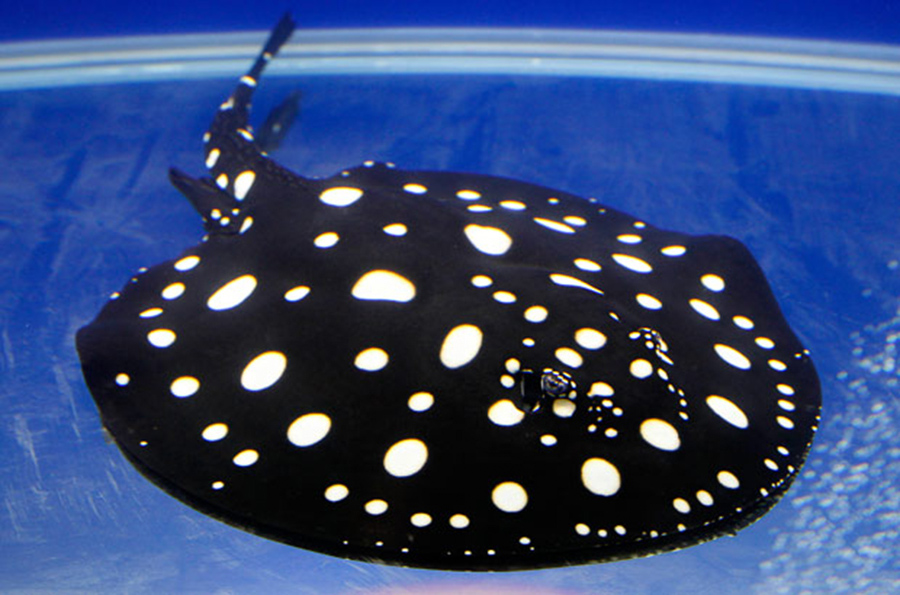 Freshwater Polka Dot Stingray