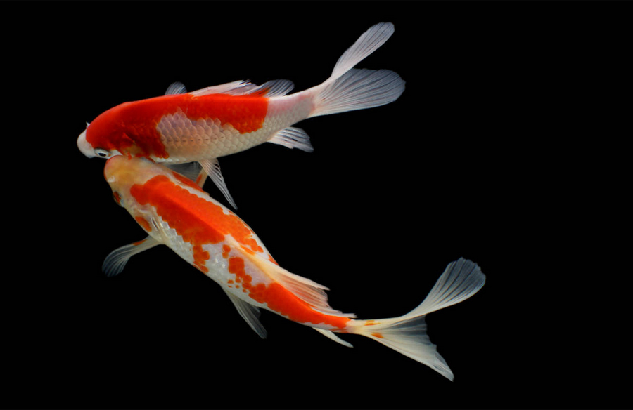 Koi Fish