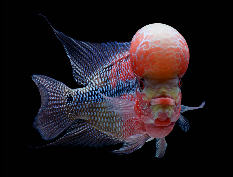 Flowerhorn Cichlid