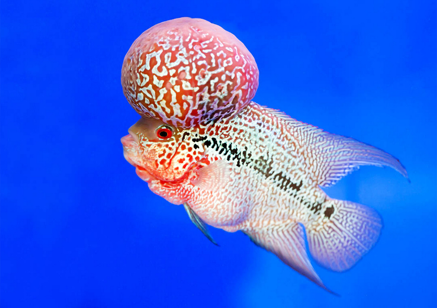 Flowerhorn Cichlid