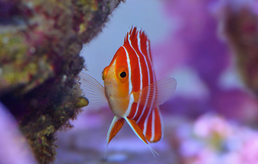 Peppermint Angelfish