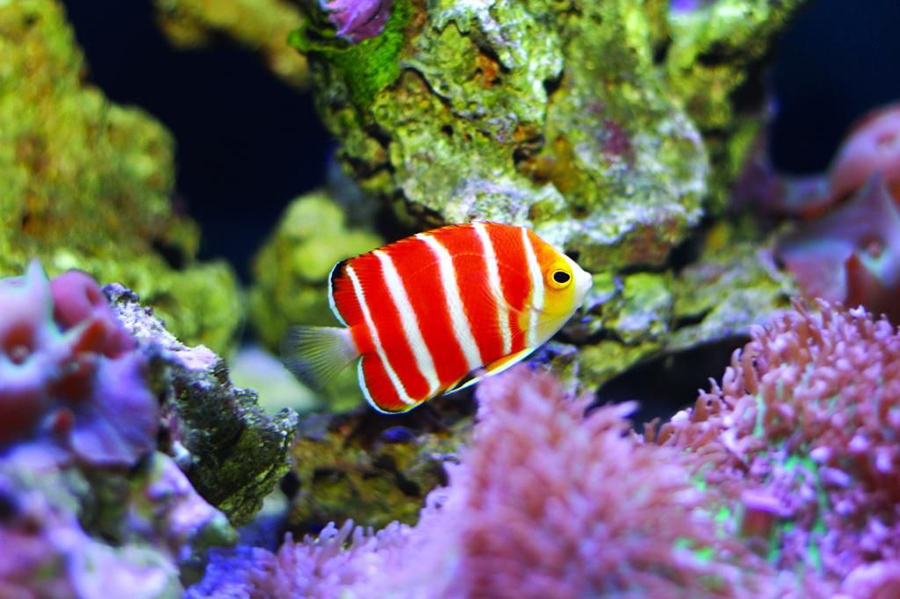 Peppermint Angelfish