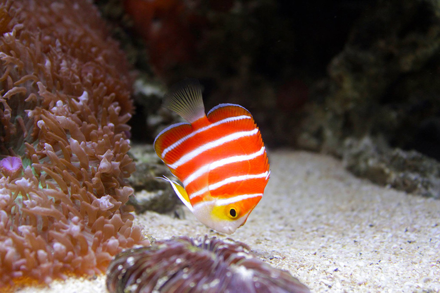 Peppermint Angelfish