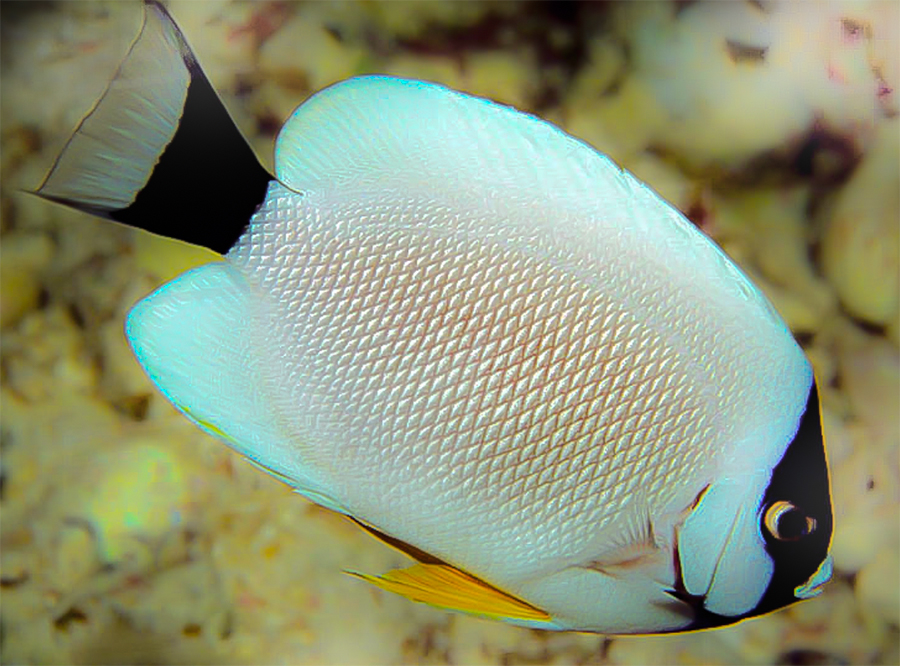 Masked Angelfish