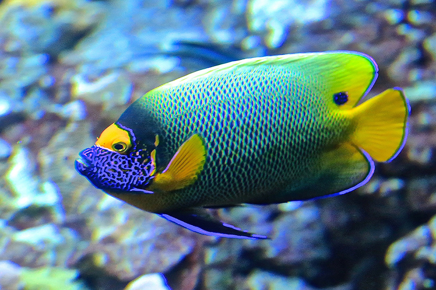 Masked Angelfish