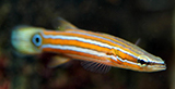 Australian Flathead Perch