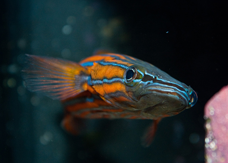 Australian Flathead Perch