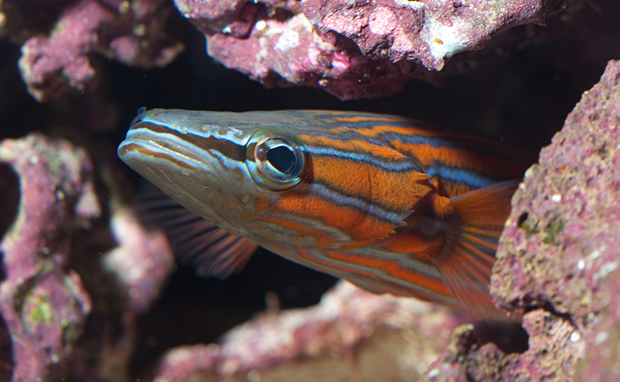 Australian Flathead Perch