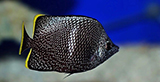 Wrought Iron Butterflyfish 