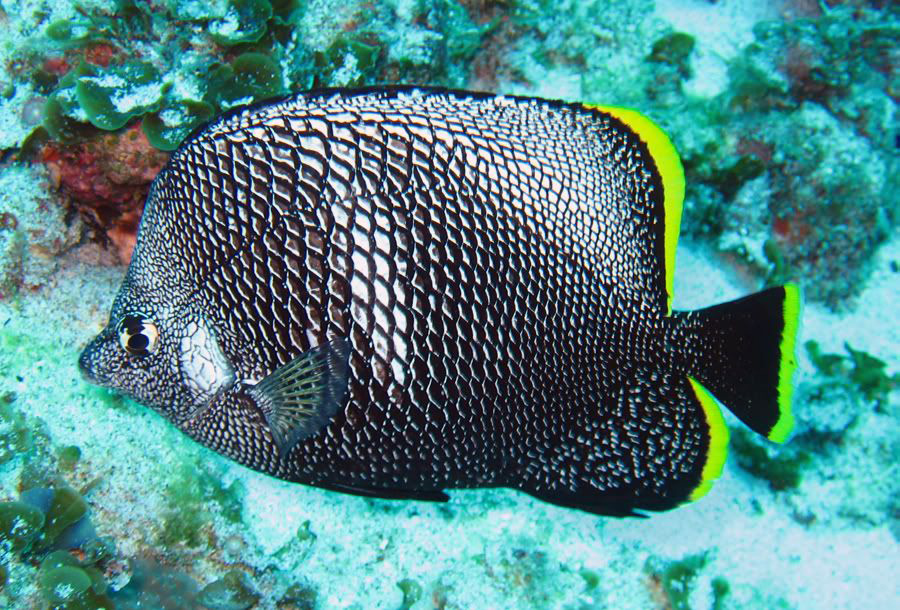 Wrought Iron Butterflyfish