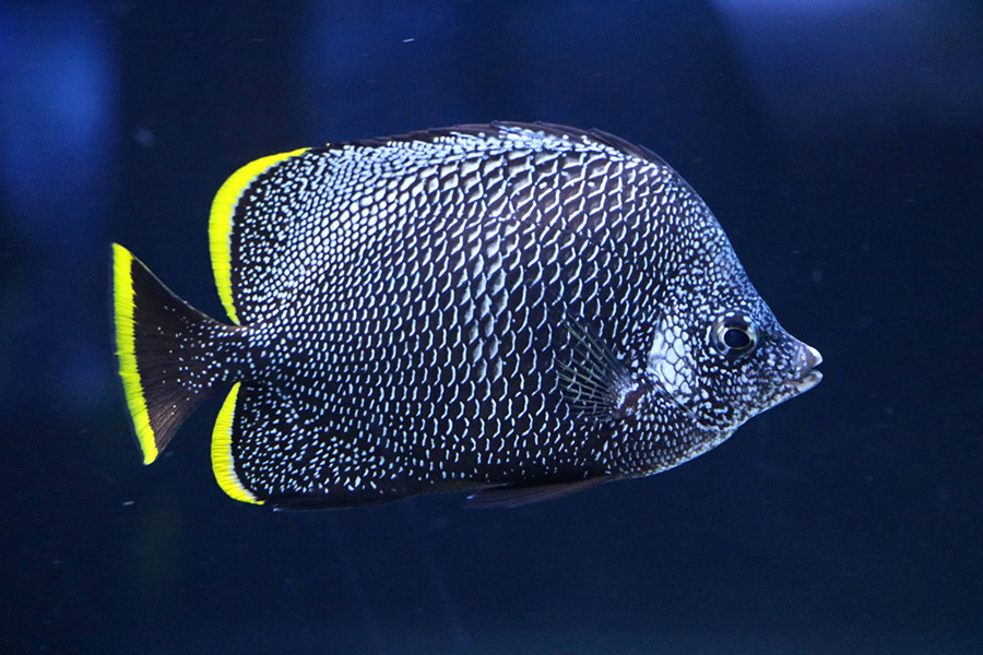 Wrought Iron Butterflyfish