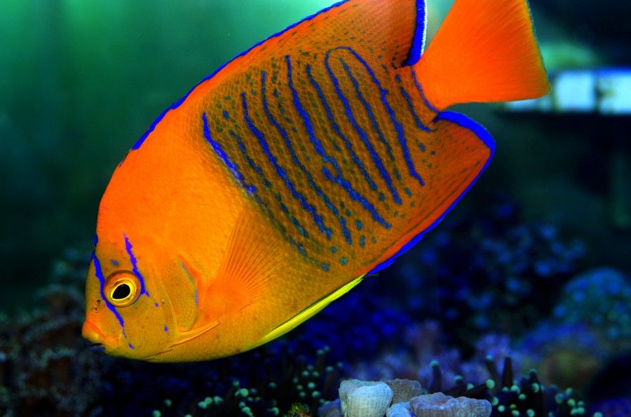 Clarion Angelfish